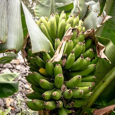 Center, 200 Meters To Marina, Walk To Everything, Private Yard And Garden