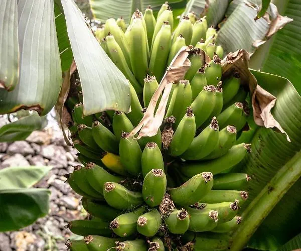 Center, 200 Meters To Marina, Walk To Everything, Private Yard And Garden